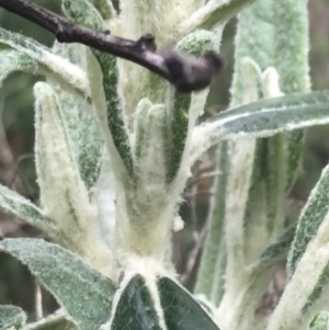 Bedfordia arborescens at Tennent, ACT - 3 Oct 2021