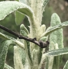 Bedfordia arborescens at Tennent, ACT - 3 Oct 2021