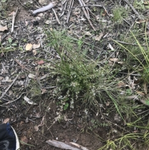 Leucopogon fraseri at Tennent, ACT - 3 Oct 2021