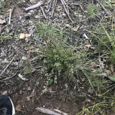 Leucopogon fraseri (Sharp Beard-heath) at Tennent, ACT - 3 Oct 2021 by Tapirlord