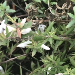 Leucopogon fraseri at Tennent, ACT - 3 Oct 2021