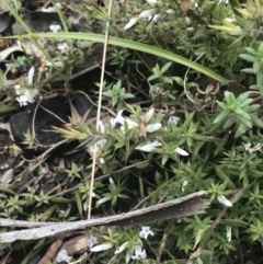 Leucopogon fraseri at Tennent, ACT - 3 Oct 2021