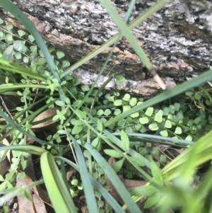 Asplenium flabellifolium at Tennent, ACT - 3 Oct 2021