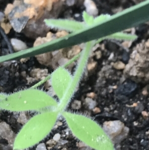 Galium polyanthum at Tennent, ACT - 3 Oct 2021