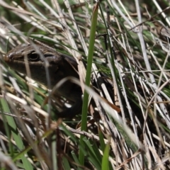 Unidentified Skink at Rendezvous Creek, ACT - 6 Oct 2021 by Tammy