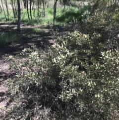 Callistemon sp. at Curtin, ACT - 4 Oct 2021