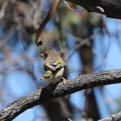 Melithreptus brevirostris at Rendezvous Creek, ACT - 6 Oct 2021 12:13 PM