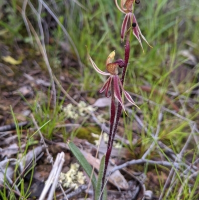 Caladenia actensis (Canberra Spider Orchid) by NickWilson