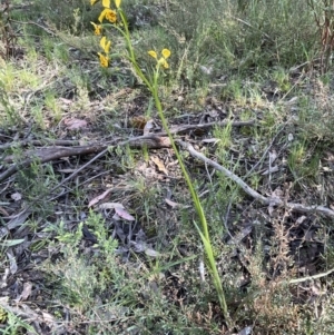 Diuris semilunulata at Bruce, ACT - 7 Oct 2021