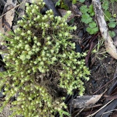 Scleranthus diander (Many-flowered Knawel) at Booth, ACT - 2 Oct 2021 by WindyHen