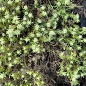 Scleranthus diander at Booth, ACT - 2 Oct 2021