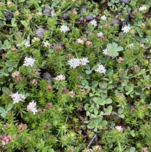 Asperula conferta at Booth, ACT - 2 Oct 2021