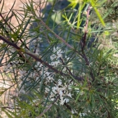 Hakea decurrens subsp. decurrens (Bushy Needlewood) at Majura, ACT - 6 Oct 2021 by WindyHen