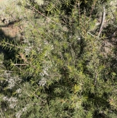 Hakea decurrens subsp. decurrens at Majura, ACT - 6 Oct 2021