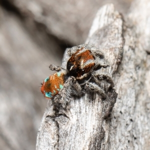 Maratus calcitrans at Bruce, ACT - suppressed