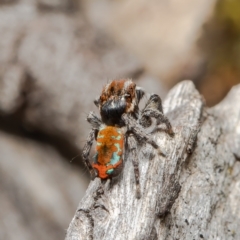 Maratus calcitrans at Bruce, ACT - suppressed