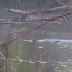 Ornithorhynchus anatinus (Platypus) at Pialligo, ACT - 7 Oct 2021 by MB