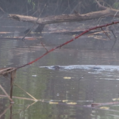 Ornithorhynchus anatinus (Platypus) at Pialligo, ACT - 7 Oct 2021 by MB