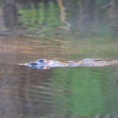 Ornithorhynchus anatinus (Platypus) at Pialligo, ACT - 7 Oct 2021 by MB