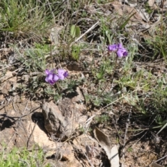 Swainsona sericea (Silky Swainson-Pea) at Theodore, ACT - 8 Oct 2021 by jamesjonklaas