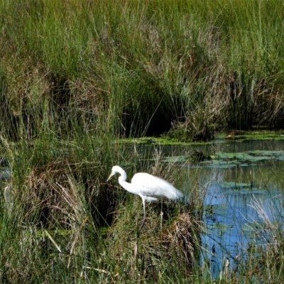 Ardea alba (Great Egret) at Monash, ACT - 8 Oct 2021 by MB