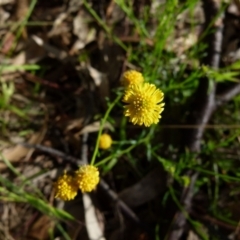 Calotis lappulacea (Yellow Burr Daisy) at Bicentennial Park - 6 Oct 2021 by Paul4K