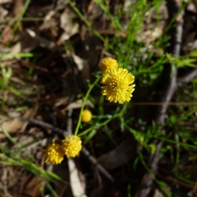 Calotis lappulacea (Yellow Burr Daisy) at Queanbeyan West, NSW - 6 Oct 2021 by Paul4K