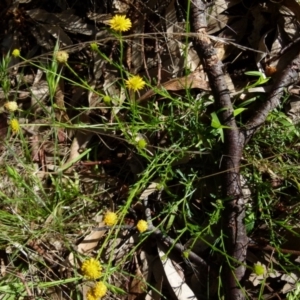 Calotis lappulacea at Queanbeyan West, NSW - 7 Oct 2021