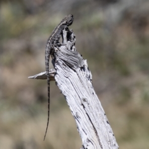 Amphibolurus muricatus at Mount Clear, ACT - 8 Oct 2021 12:32 PM