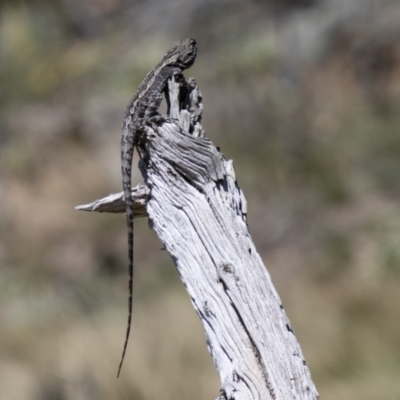 Amphibolurus muricatus (Jacky Lizard) at Mount Clear, ACT - 8 Oct 2021 by SWishart