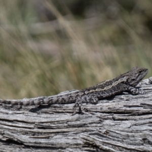 Amphibolurus muricatus at Mount Clear, ACT - 8 Oct 2021 12:32 PM