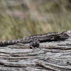 Amphibolurus muricatus at Mount Clear, ACT - 8 Oct 2021 12:32 PM