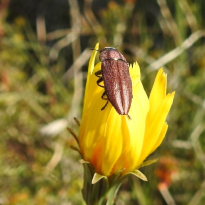 Melobasis propinqua (Propinqua jewel beetle) at Kambah, ACT - 8 Oct 2021 by HelenCross