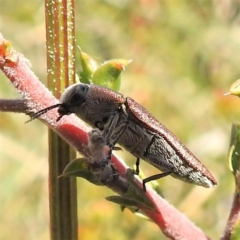 Melobasis propinqua at Kambah, ACT - 8 Oct 2021 02:16 PM