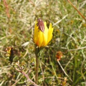 Melobasis propinqua at Kambah, ACT - 8 Oct 2021 02:16 PM