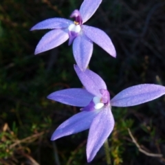 Glossodia major (Wax Lip Orchid) at Bicentennial Park - 7 Oct 2021 by Paul4K