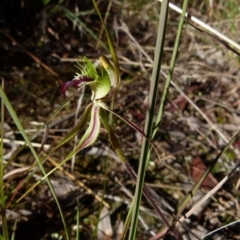 Caladenia parva (Brown-clubbed Spider Orchid) at Queanbeyan West, NSW - 8 Oct 2021 by Paul4K