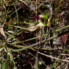 Caladenia parva at Queanbeyan West, NSW - suppressed