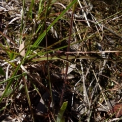 Caladenia parva at Queanbeyan West, NSW - 8 Oct 2021