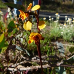 Diuris semilunulata at Queanbeyan West, NSW - suppressed