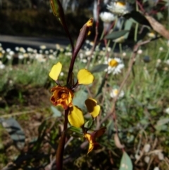 Diuris semilunulata at Queanbeyan West, NSW - 8 Oct 2021