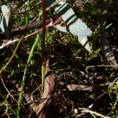 Diuris semilunulata at Queanbeyan West, NSW - suppressed