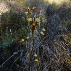 Diuris pardina (Leopard Doubletail) at Queanbeyan West, NSW - 7 Oct 2021 by Paul4K