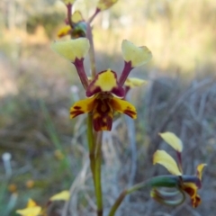 Diuris pardina at Queanbeyan West, NSW - 8 Oct 2021