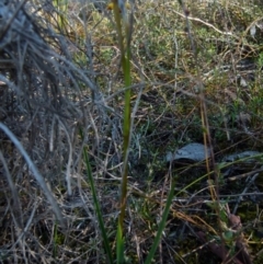 Diuris pardina at Queanbeyan West, NSW - 8 Oct 2021