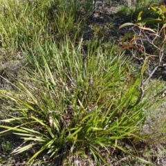 Dianella revoluta (Black-Anther Flax Lily) at Wanniassa Hill - 8 Oct 2021 by Mike