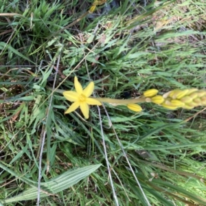 Bulbine bulbosa at Kaleen, ACT - 8 Oct 2021 10:58 AM