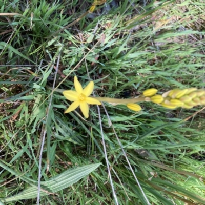 Bulbine bulbosa (Golden Lily) at Kaleen, ACT - 7 Oct 2021 by Jenny54