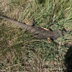 Pogona barbata (Eastern Bearded Dragon) at Gungaderra Grasslands - 8 Oct 2021 by Jenny54