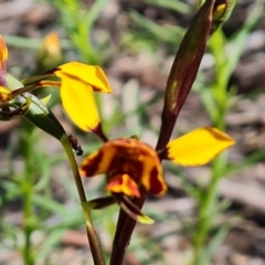 Diuris semilunulata (Late Leopard Orchid) at Tuggeranong DC, ACT - 8 Oct 2021 by Mike